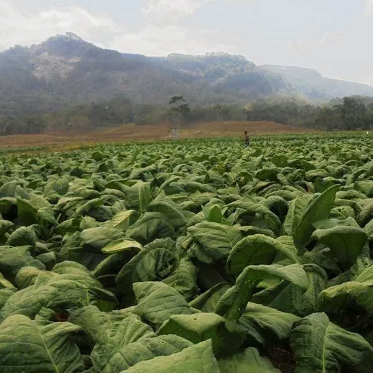 Tembakau